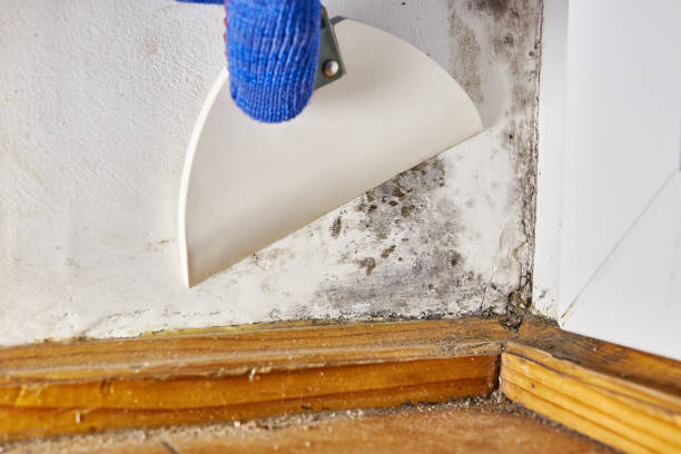 Best Asbestos and Lead Testing During Mold Inspection  in Potosi, TX
